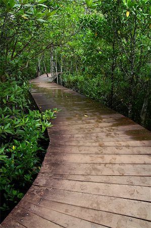 Wooden boardwalk through forest Krabee, Thailand . Photographie de stock - Aubaine LD & Abonnement, Code: 400-05712872
