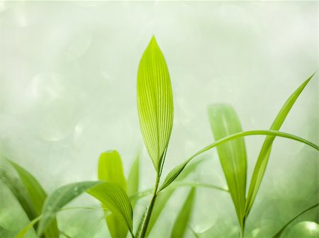 Illustration of some Soft Green Grass Background Photographie de stock - Aubaine LD & Abonnement, Code: 400-05713023