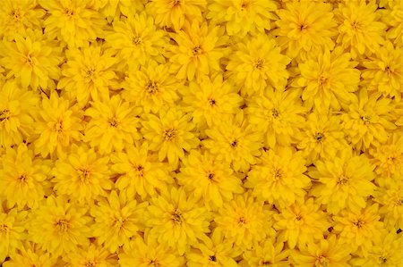 simsearch:400-05713050,k - Group of Rudbeckia laciniata flower heads - yellow daisy background Stock Photo - Budget Royalty-Free & Subscription, Code: 400-05713049