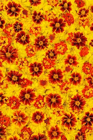 simsearch:400-05678542,k - Rudbeckia laciniata, Lantana camara, Tagetes - flower heads Foto de stock - Super Valor sin royalties y Suscripción, Código: 400-05713050