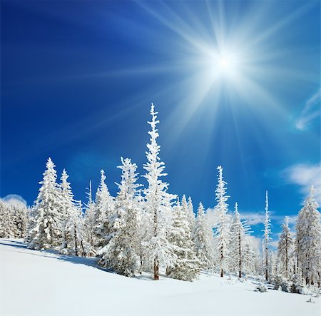 simsearch:400-04639977,k - Winter snow covered fir trees on mountainside on blue sky with sun shine background Photographie de stock - Aubaine LD & Abonnement, Code: 400-05713500