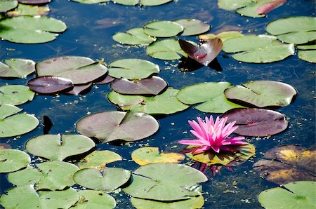 simsearch:400-04374256,k - Pink flower of a Water Lily, Nymphaea against sun light Stock Photo - Budget Royalty-Free & Subscription, Code: 400-05713702