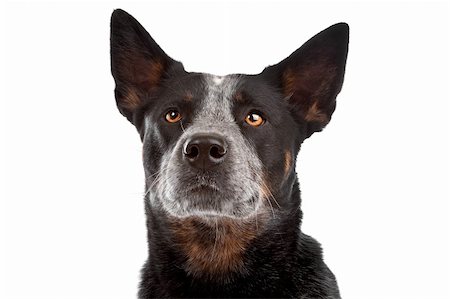 simsearch:400-05713947,k - Australian Cattle Dog in front of a white background Stock Photo - Budget Royalty-Free & Subscription, Code: 400-05713948