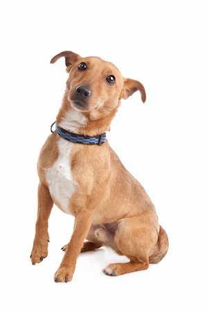 mixed breed dog in front of a white background Stock Photo - Budget Royalty-Free & Subscription, Code: 400-05713958