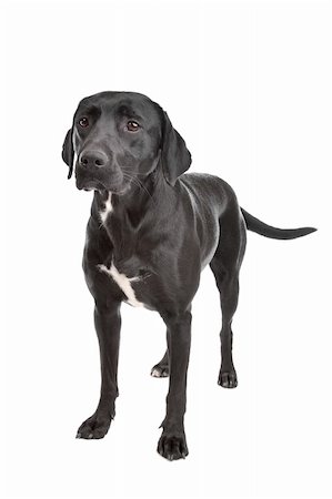 mixed breed dog in front of a white background Stock Photo - Budget Royalty-Free & Subscription, Code: 400-05713969