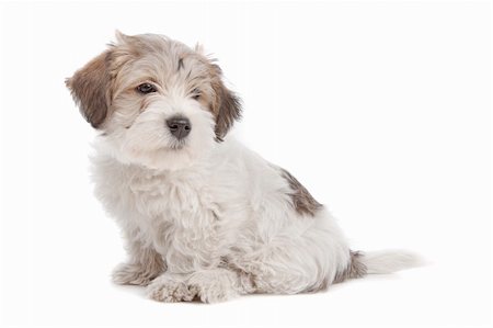 simsearch:400-06364127,k - mix Maltese Puppy dog in front of a white background Fotografie stock - Microstock e Abbonamento, Codice: 400-05713961