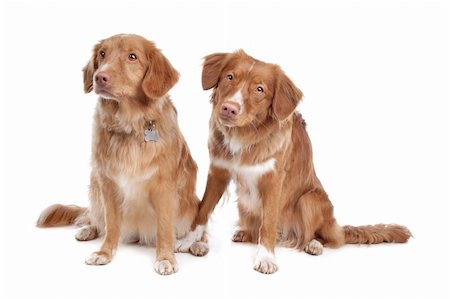 simsearch:400-05713947,k - two Nova Scotia Duck Tolling Retriever dogs in front of a white background Stock Photo - Budget Royalty-Free & Subscription, Code: 400-05713975