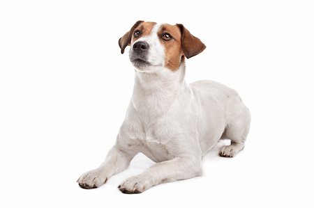 eriklam (artist) - Jack Russel Terrier in front of a white background Stockbilder - Microstock & Abonnement, Bildnummer: 400-05713971