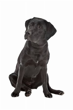 simsearch:400-08314976,k - Black Labrador in front of a white background Stock Photo - Budget Royalty-Free & Subscription, Code: 400-05713982