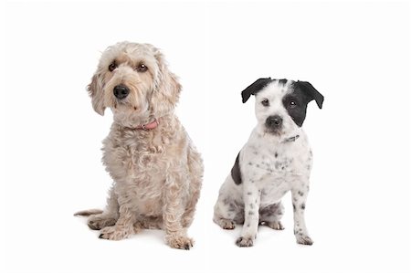 mixed breed dog in front of a white background Stock Photo - Budget Royalty-Free & Subscription, Code: 400-05713997