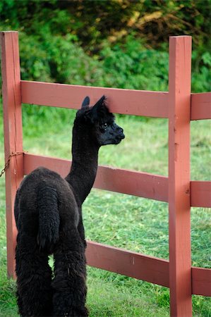 Sweet Young Black Alpaca Keeping Watch in Wisconsin. Photographie de stock - Aubaine LD & Abonnement, Code: 400-05724089