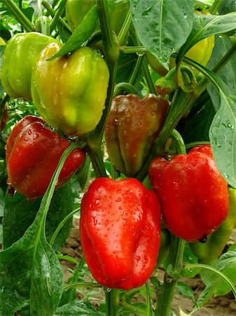 simsearch:400-05876466,k - red and green peppers growing in the garden Stockbilder - Microstock & Abonnement, Bildnummer: 400-05724337