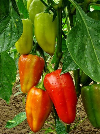simsearch:400-05876466,k - red and green peppers growing in the garden Stockbilder - Microstock & Abonnement, Bildnummer: 400-05724338
