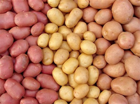 dig up - harvested potato tubers different varieties Foto de stock - Super Valor sin royalties y Suscripción, Código: 400-05724339