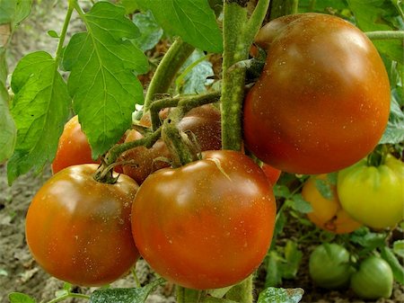 simsearch:400-05356597,k - bunch of black tomatoes ripening on the branch Stock Photo - Budget Royalty-Free & Subscription, Code: 400-05724348
