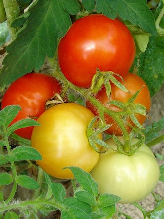 simsearch:400-05356597,k - bunch of tomatoes ripening on the branch Stock Photo - Budget Royalty-Free & Subscription, Code: 400-05724349