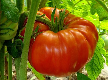 dleonis (artist) - red giant tomato ripening on the branch Foto de stock - Royalty-Free Super Valor e Assinatura, Número: 400-05724342