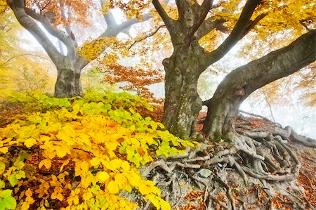 An image of a beautiful yellow autumn forest Stock Photo - Budget Royalty-Free & Subscription, Code: 400-05724384