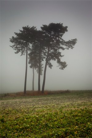 simsearch:400-04727178,k - An image of a nice trees with fog in bavaria germany Foto de stock - Super Valor sin royalties y Suscripción, Código: 400-05724385