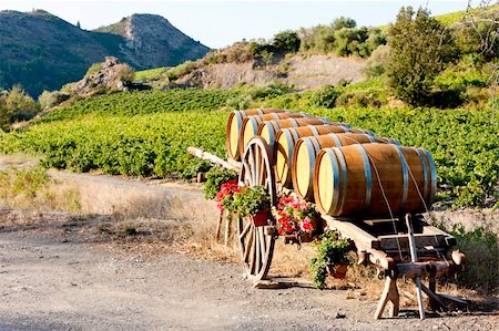 simsearch:400-07095252,k - vineyard with barrels, Villeneuve-les-Corbieres, Languedoc-Roussillon, France Fotografie stock - Microstock e Abbonamento, Codice: 400-05724429