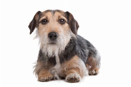 mixed breed dog in front of a white background Stock Photo - Budget Royalty-Free & Subscription, Code: 400-05724449