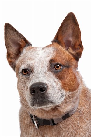 simsearch:400-05713947,k - Australian Cattle Dog in front of a white background Stock Photo - Budget Royalty-Free & Subscription, Code: 400-05724455