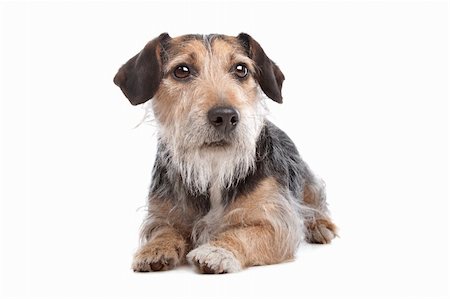 mixed breed dog in front of a white background Stock Photo - Budget Royalty-Free & Subscription, Code: 400-05724451