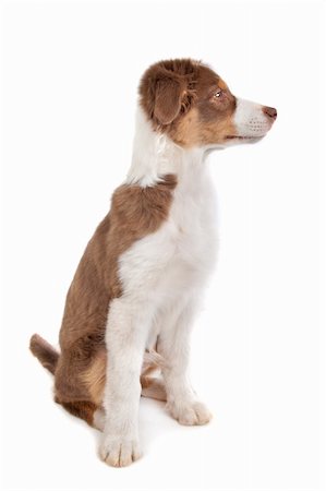 simsearch:400-05713947,k - Australian Shepherd in front of a white background Stock Photo - Budget Royalty-Free & Subscription, Code: 400-05724469