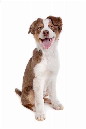 simsearch:400-05713947,k - Australian Shepherd in front of a white background Stock Photo - Budget Royalty-Free & Subscription, Code: 400-05724470