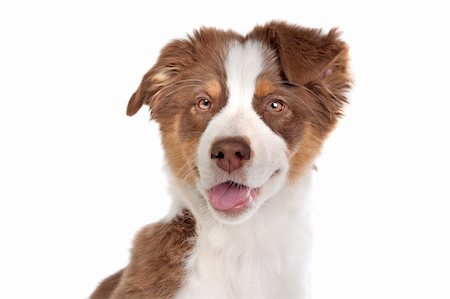 simsearch:400-05713947,k - Australian Shepherd in front of a white background Stock Photo - Budget Royalty-Free & Subscription, Code: 400-05724471