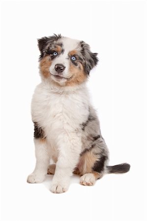 simsearch:400-05713947,k - Australian Shepherd in front of a white background Stock Photo - Budget Royalty-Free & Subscription, Code: 400-05724486