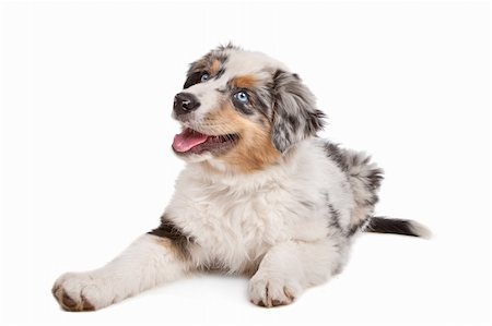 simsearch:400-05713947,k - Australian Shepherd in front of a white background Stock Photo - Budget Royalty-Free & Subscription, Code: 400-05724489