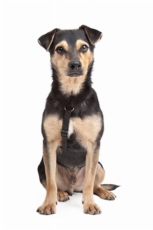 mixed breed dog in front of a white background Stock Photo - Budget Royalty-Free & Subscription, Code: 400-05724483