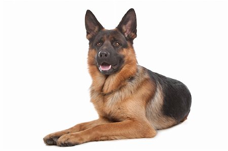 perro guardián - German shepherd in front of a white background Foto de stock - Super Valor sin royalties y Suscripción, Código: 400-05724494