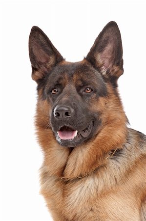 sheep dog portraits - German shepherd in front of a white background Stock Photo - Budget Royalty-Free & Subscription, Code: 400-05724495