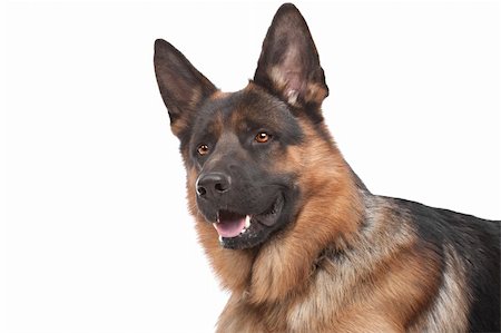 simsearch:640-03263361,k - German shepherd in front of a white background Stock Photo - Budget Royalty-Free & Subscription, Code: 400-05724496