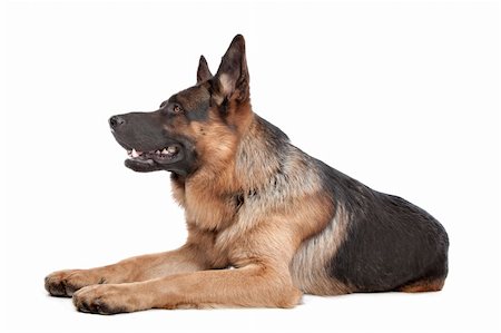 simsearch:640-03263361,k - German shepherd in front of a white background Stock Photo - Budget Royalty-Free & Subscription, Code: 400-05724497