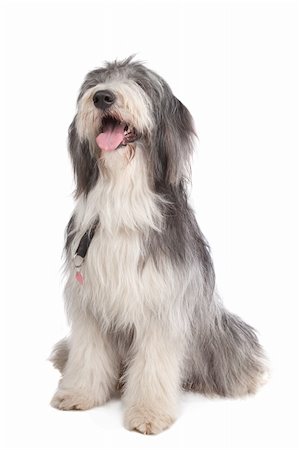 eriklam (artist) - bearded collie in front of a white background Stock Photo - Budget Royalty-Free & Subscription, Code: 400-05724491