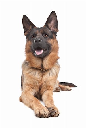 simsearch:640-03263361,k - German shepherd in front of a white background Stock Photo - Budget Royalty-Free & Subscription, Code: 400-05724493