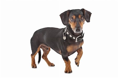 simsearch:400-06364127,k - Dachshund in front of a white background Fotografie stock - Microstock e Abbonamento, Codice: 400-05724500