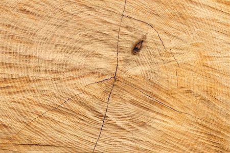 simsearch:400-08110547,k - Structure of the cross-sectional cut off timber logs Stock Photo - Budget Royalty-Free & Subscription, Code: 400-05724520