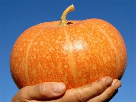 simsearch:400-08400066,k - small orange pumpkin on the palm Photographie de stock - Aubaine LD & Abonnement, Code: 400-05724542