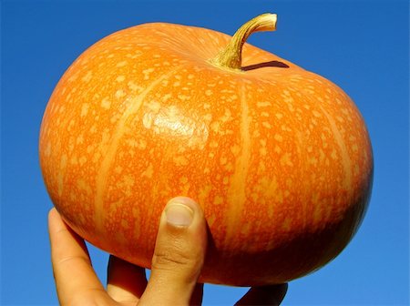 simsearch:400-08400066,k - small orange pumpkin in farmer hand Photographie de stock - Aubaine LD & Abonnement, Code: 400-05724543