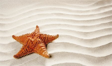 beach white wavy sand with starfish such a summer vacation symbol Photographie de stock - Aubaine LD & Abonnement, Code: 400-05724661