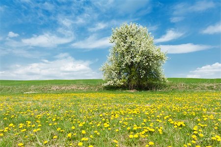 simsearch:400-05712992,k - Beautiful spring landscape with tree in bloom and meadow full of dandelions Photographie de stock - Aubaine LD & Abonnement, Code: 400-05725666