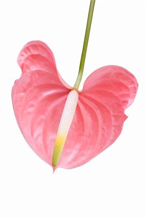 Single pink flamingo flower anthurium species arum lily on white background Stock Photo - Budget Royalty-Free & Subscription, Code: 400-05725889