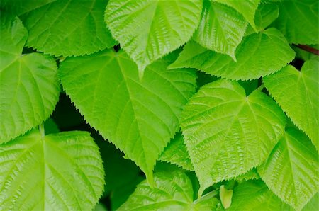 simsearch:400-04524191,k - Beautiful green leaves in the spring Stock Photo - Budget Royalty-Free & Subscription, Code: 400-05726448