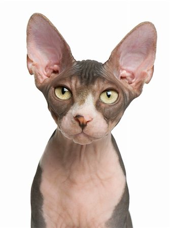 simsearch:400-07895781,k - Sphynx kitten, 4 months old, portrait in front of white background Stock Photo - Budget Royalty-Free & Subscription, Code: 400-05726967