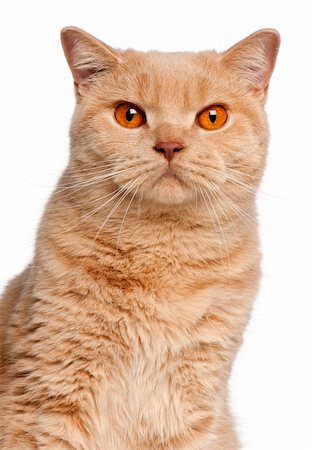 Ginger British Shorthair cat, 1 year old, portrait in front of white background Photographie de stock - Aubaine LD & Abonnement, Code: 400-05726969
