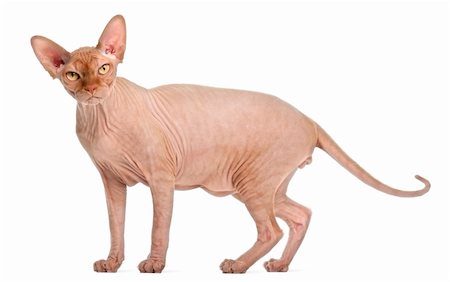 Sphynx cat standing in front of white background Photographie de stock - Aubaine LD & Abonnement, Code: 400-05727051